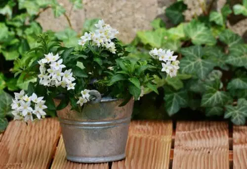 Jasmine potted plant for better sleep