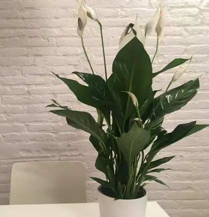 Peace Lily plant for better sleep