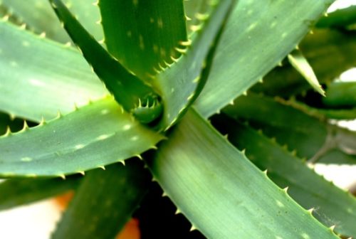 aloe vera potted plant add to room for better sleep