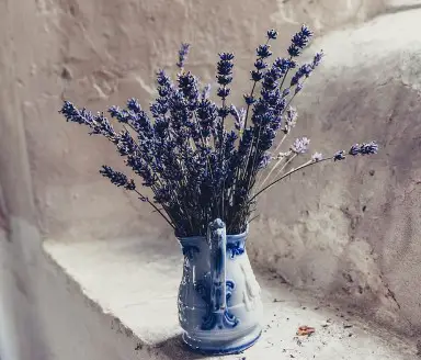 lavender plant for better sleep