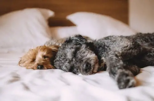 is it healthy to sleep with your dog