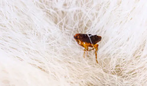 difference between bed bug bites and flea bites