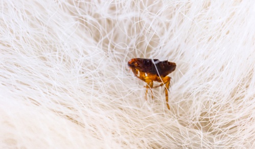 difference between bed bug bites and flea bites